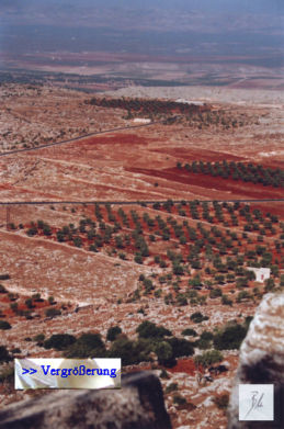 Alepposeife, Olivenhain bei Saint Simeon